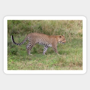 African Leopard Sticker